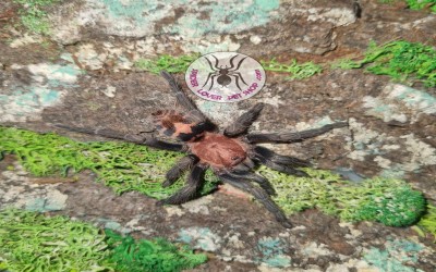  Davus pentaloris (dulu Cyclosternum fasciatum) male tarantula